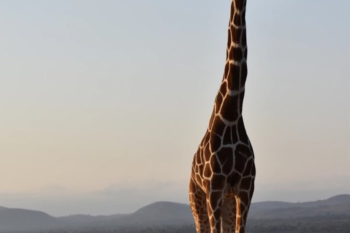 🦒 Сніданок з жирафами в Giraffe Manor
